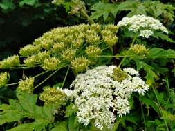 Image of Mantegazzi's Cow-Parsnip