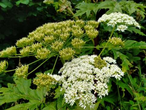 Image of Mantegazzi's Cow-Parsnip