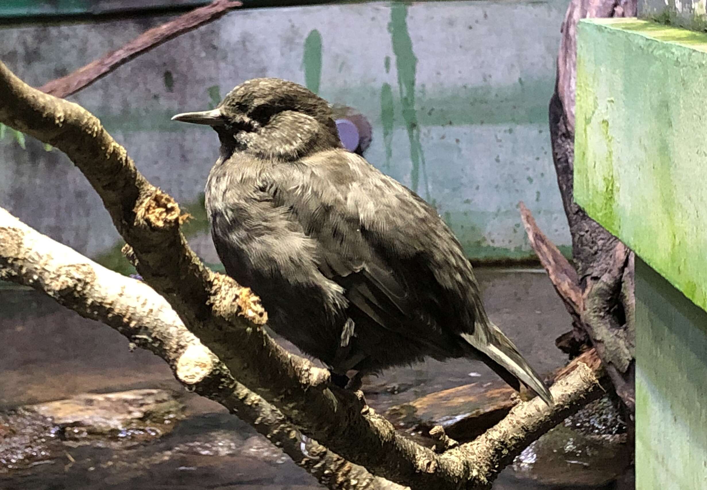 Image of Brown Dipper