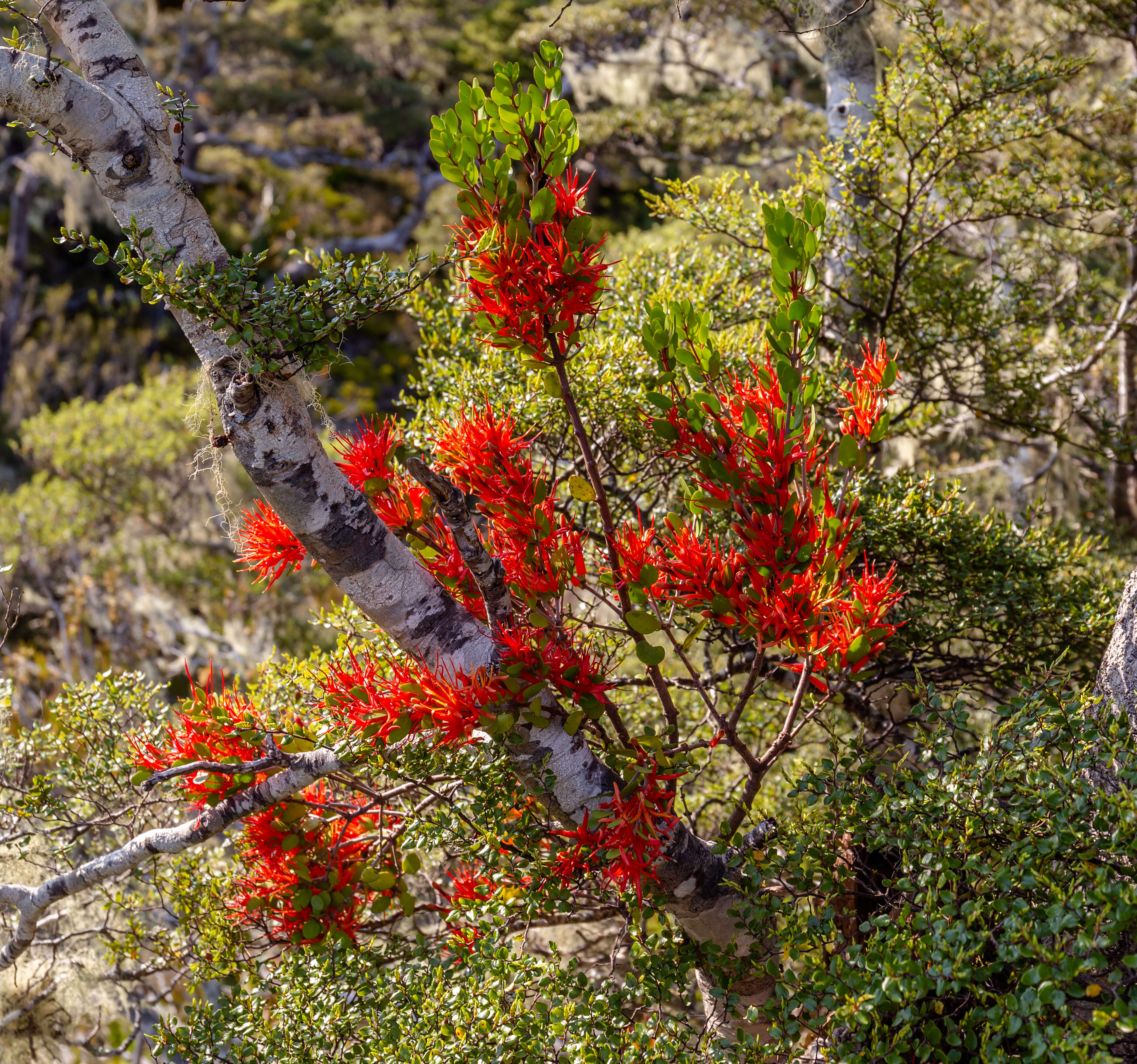 Image de Peraxilla tetrapetala