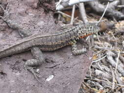 Plancia ëd Microlophus indefatigabilis (Baur 1890)