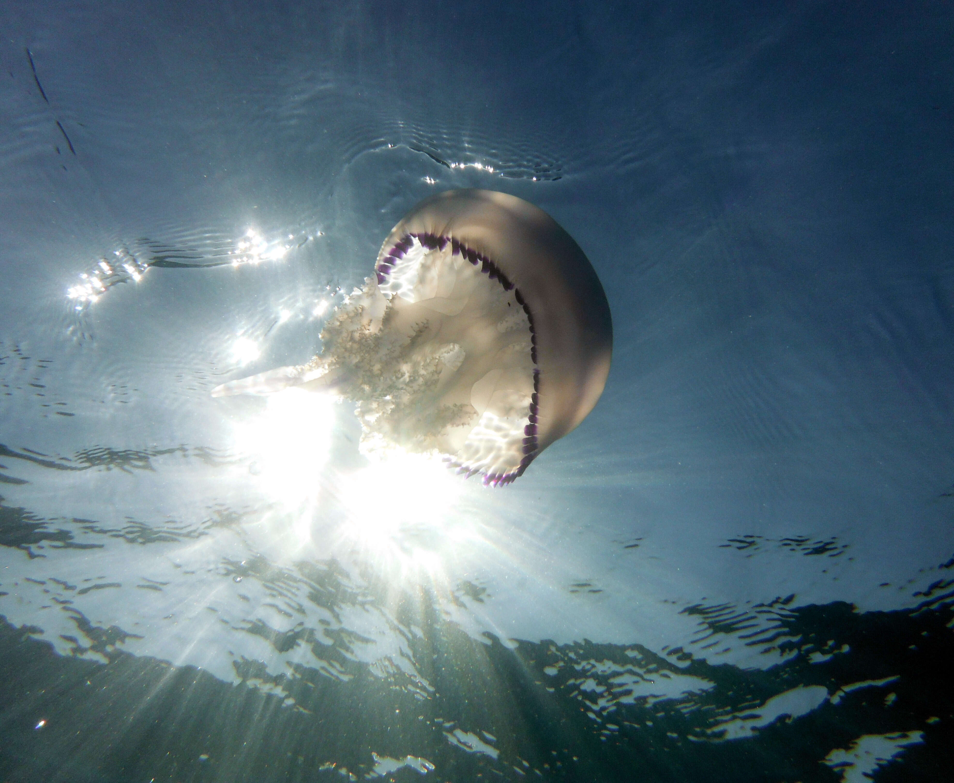 Image of barrel jellyfish