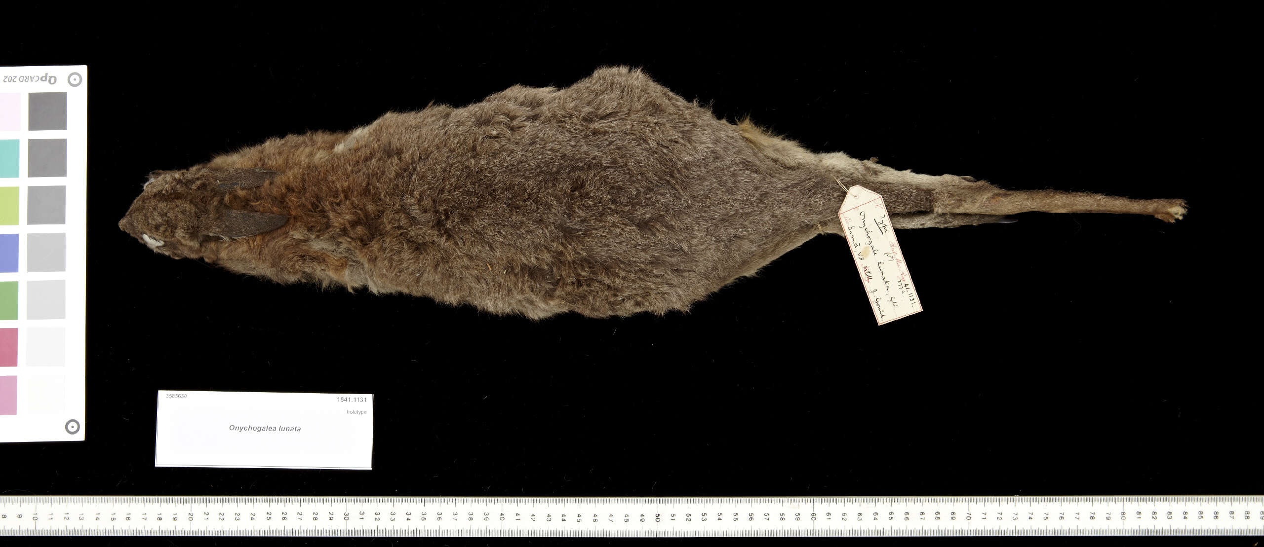 Image of Crescent Nail-tail Wallaby