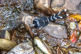 Image of Spotted Forktail