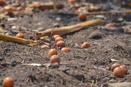 Image of Parinari curatellifolia Planch. ex Benth.