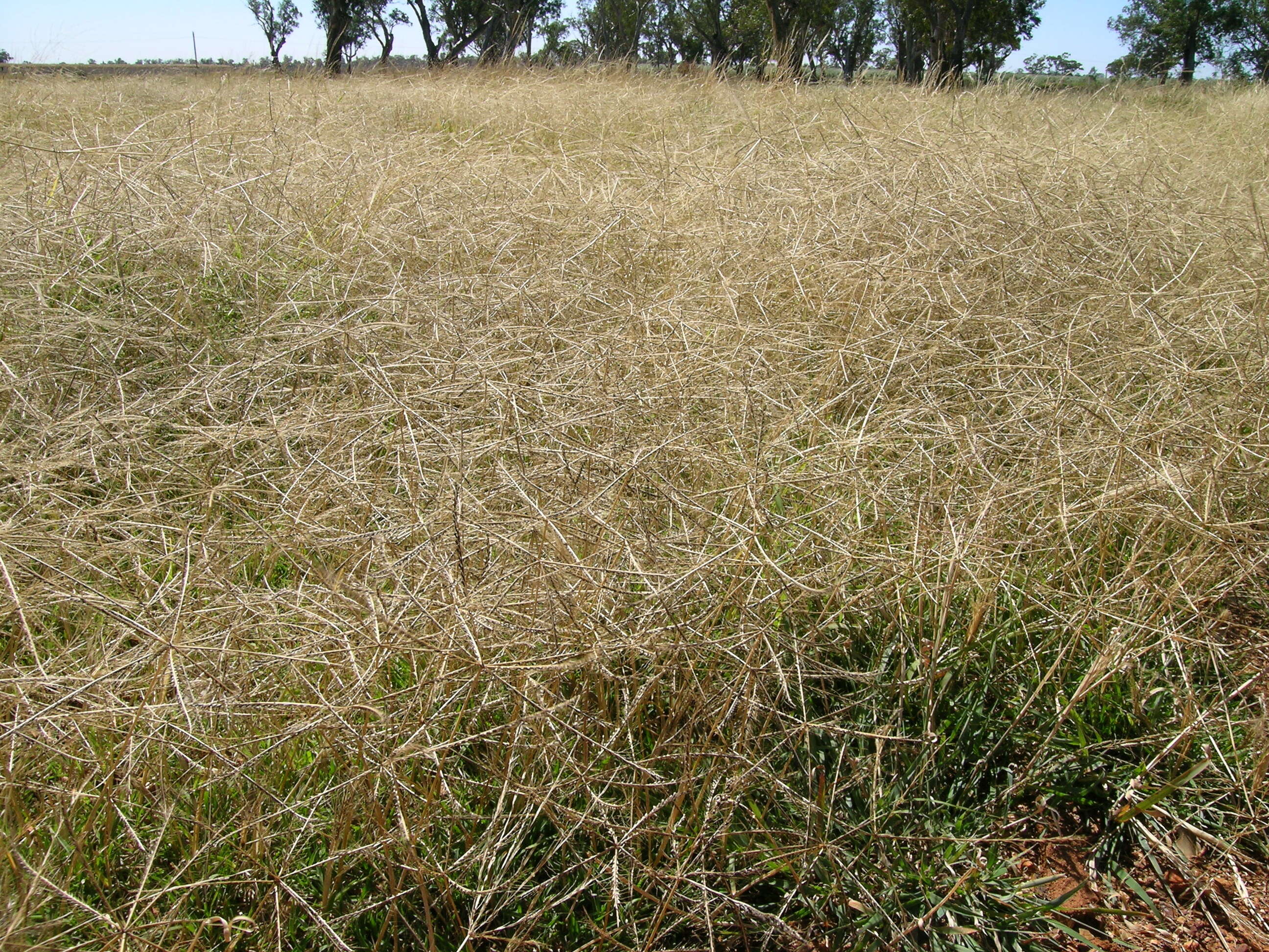 Image of Australian fingergrass