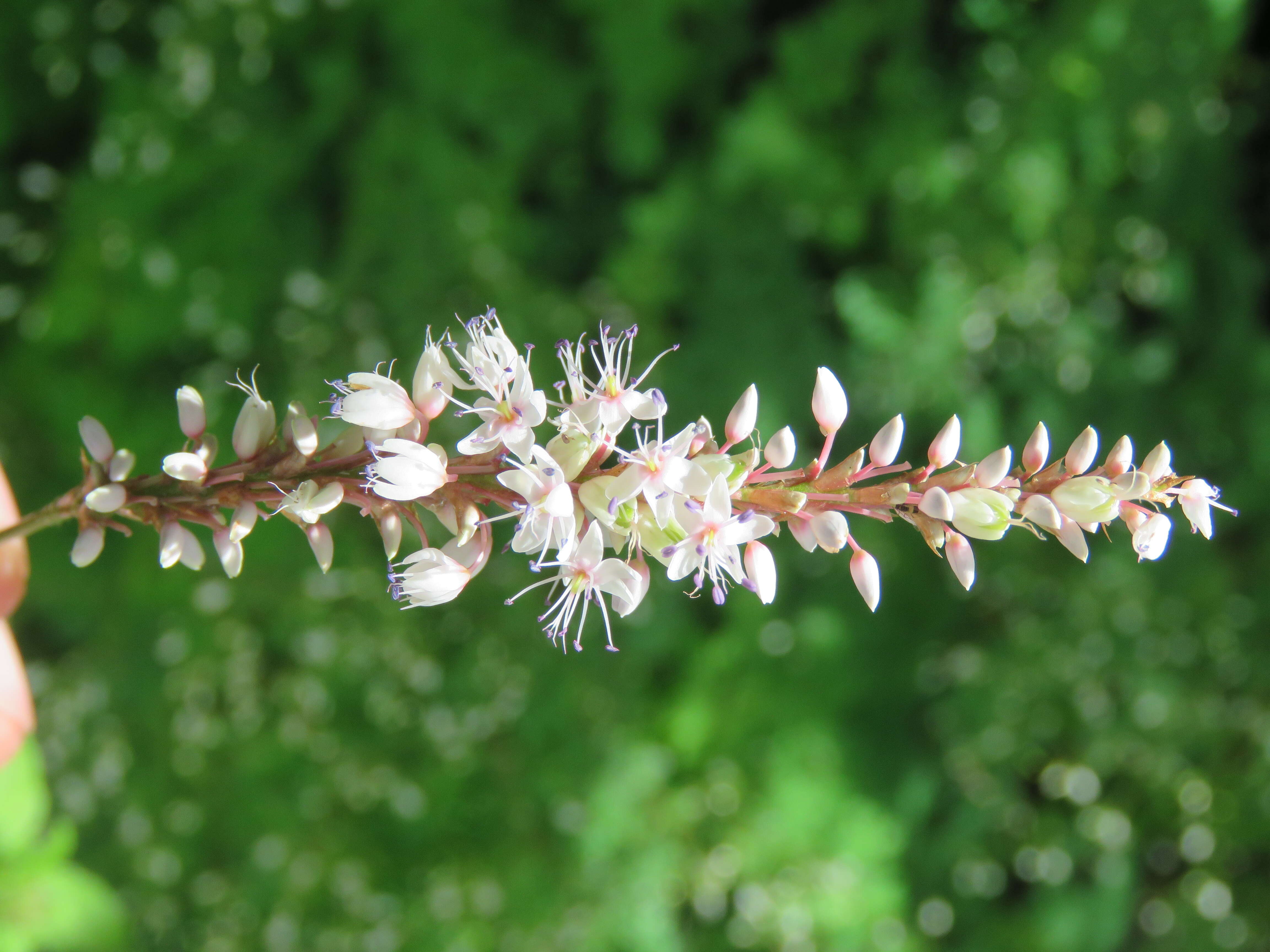 Image of Bistorta amplexicaulis (D. Don) Greene