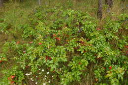 Image of Hollyleaved barberry