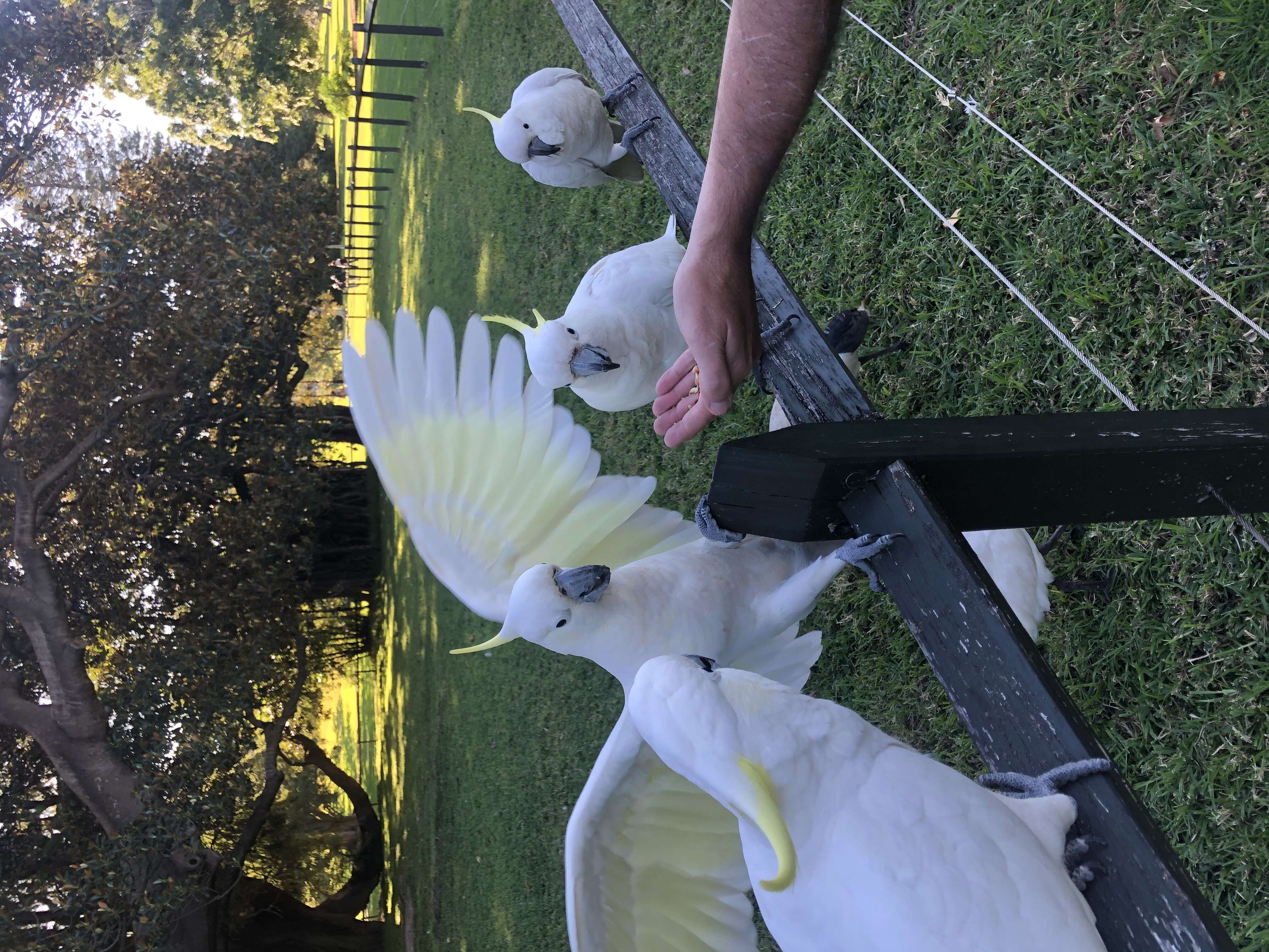 Image of Sulphur-crested Cockatoo