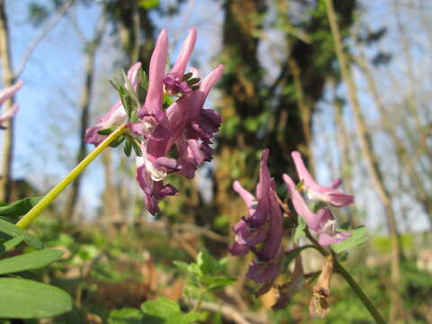 Plancia ëd Corydalis solida (L.) Clairv.