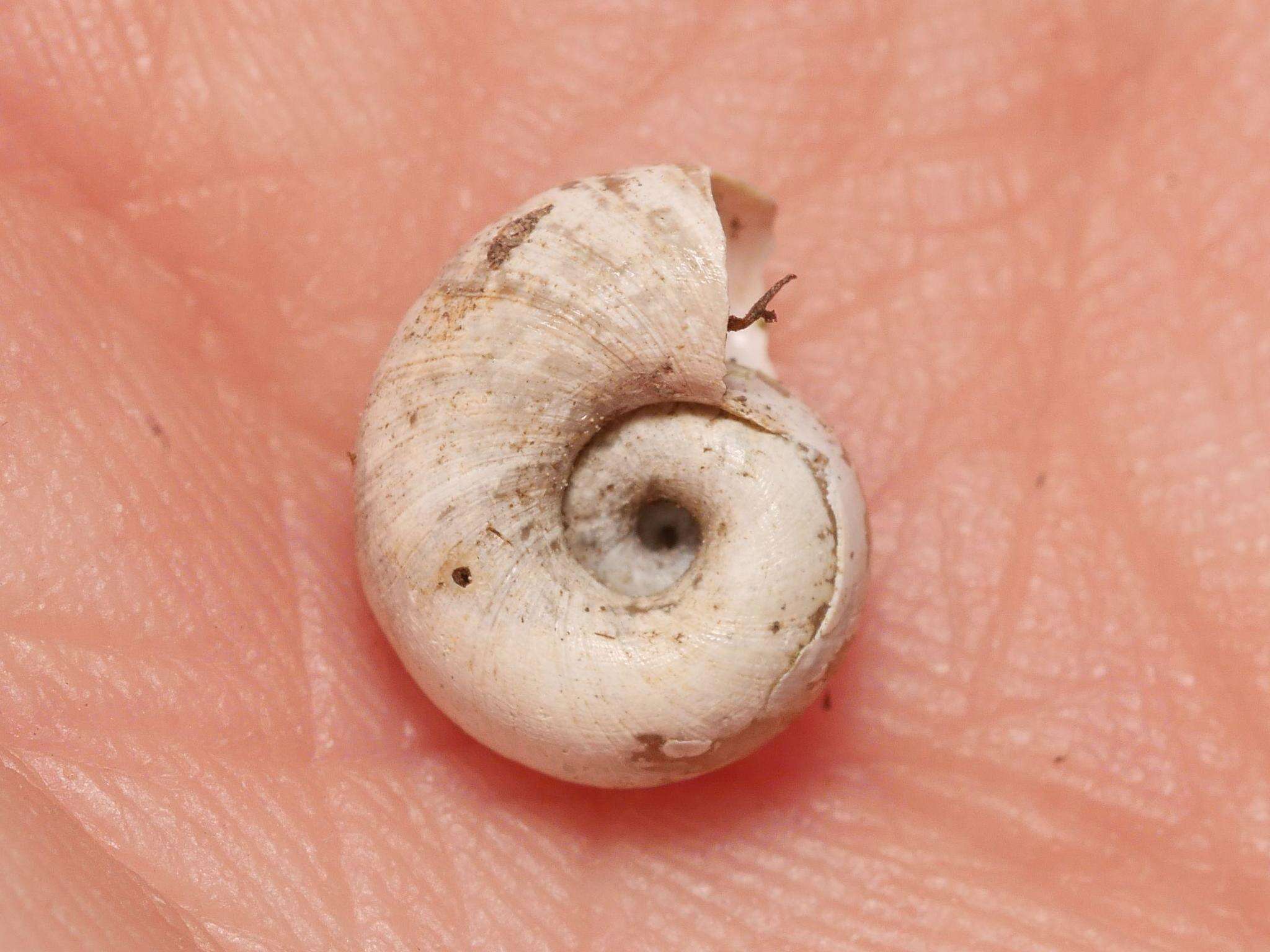 Image of Great Ram's Horn Snail