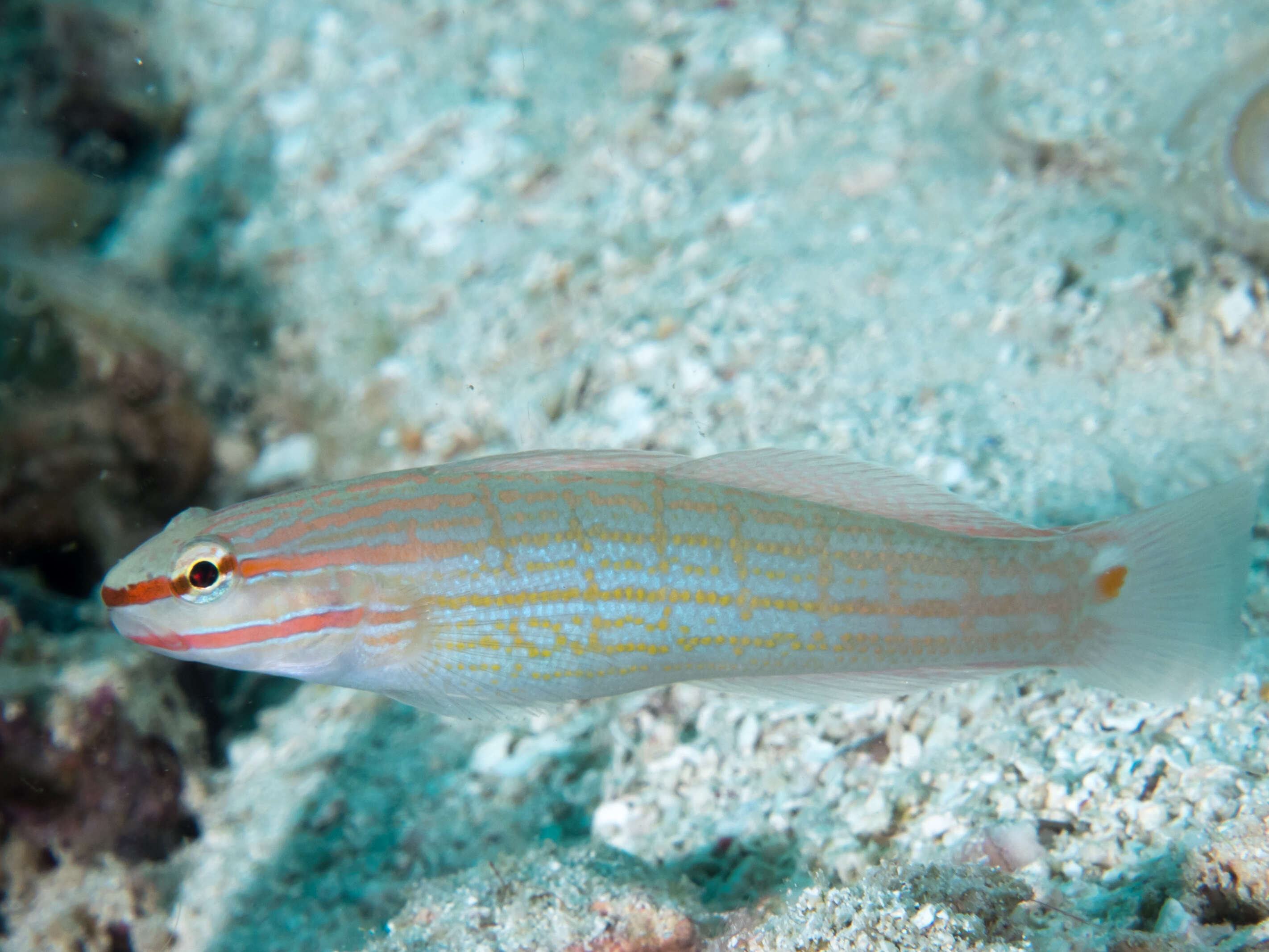 Image of Crosshatch goby