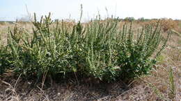 Image of Cuman ragweed