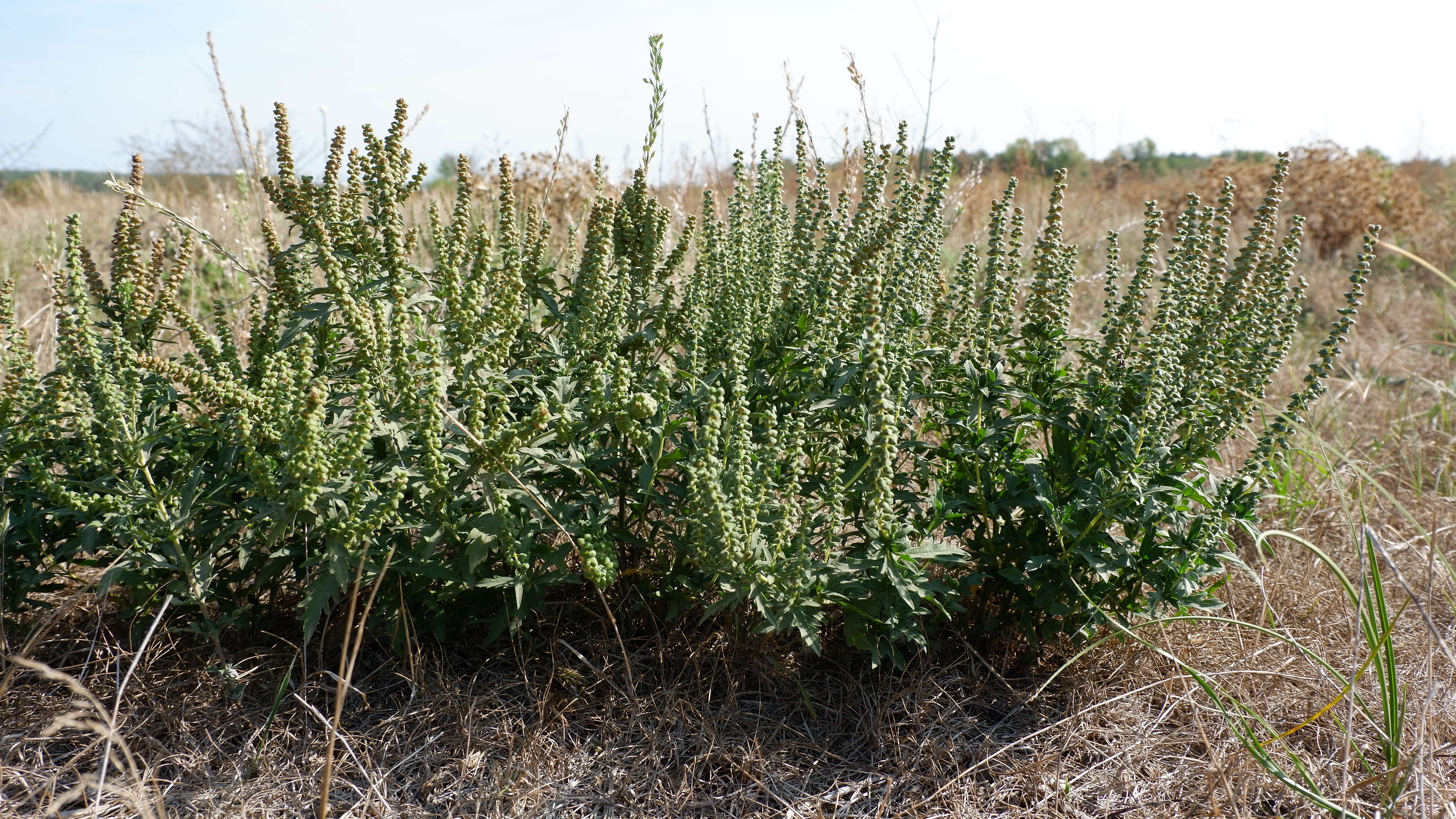 Image of Cuman ragweed