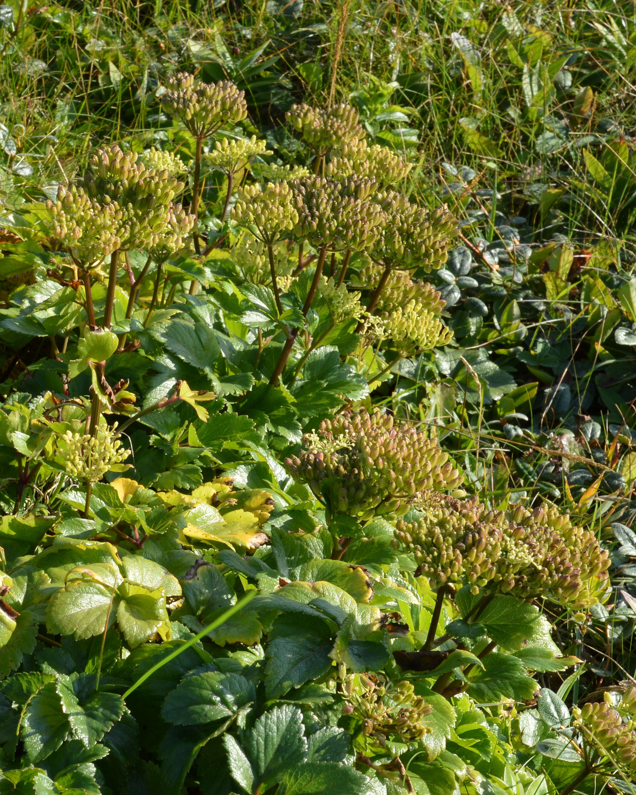 Ligusticum scoticum L. resmi