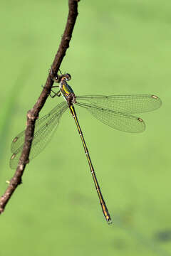 Image of Chalcolestes Kennedy 1920