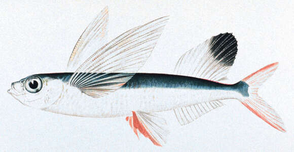 Image of Flying fish