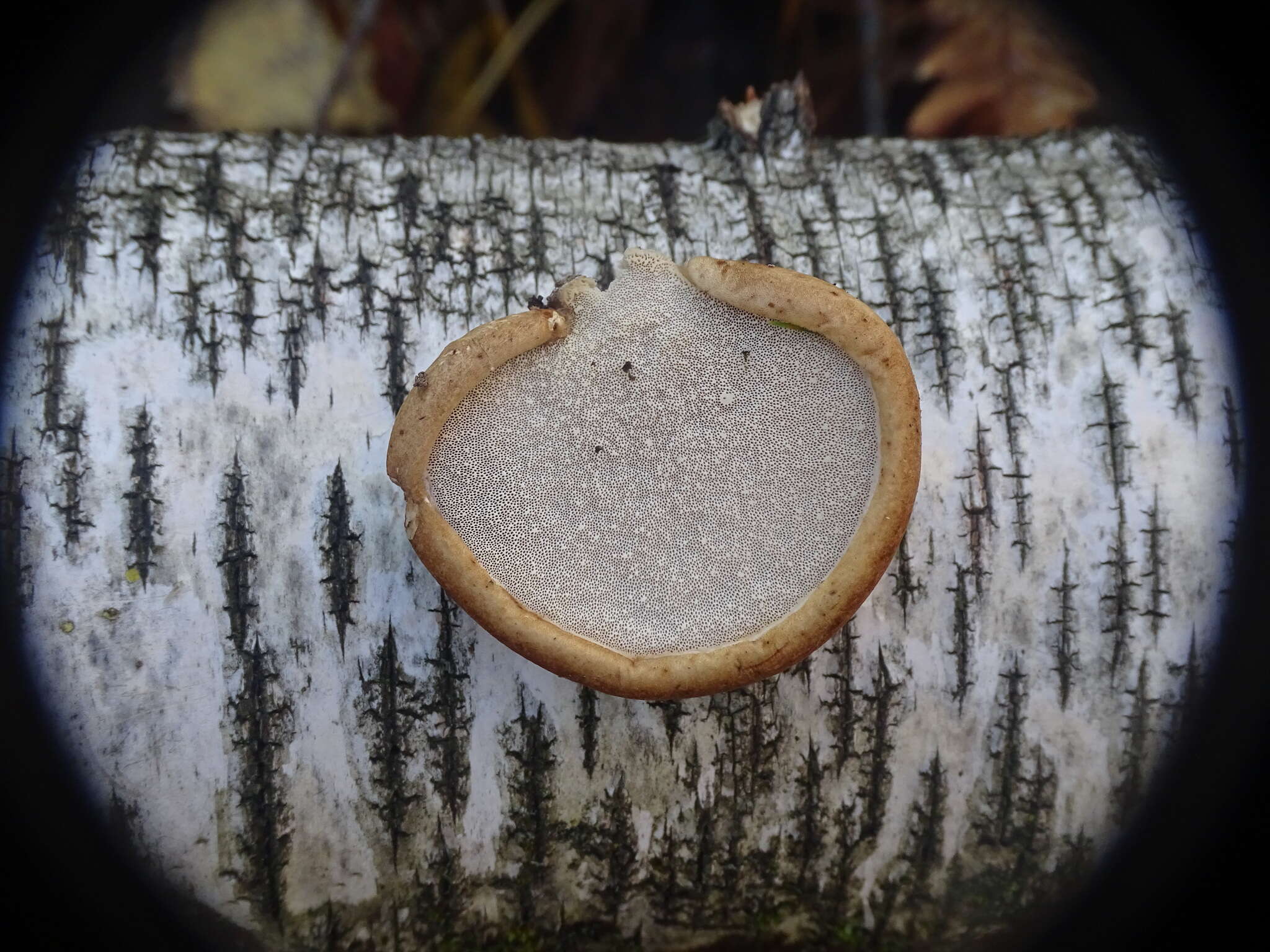 Image of birch polypore