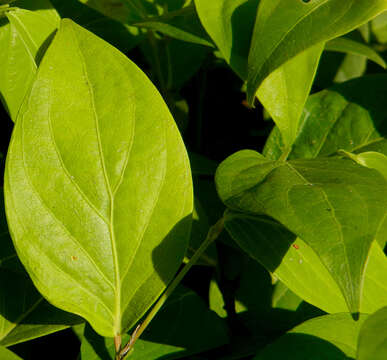 Image of Ilex guayusa Loes.