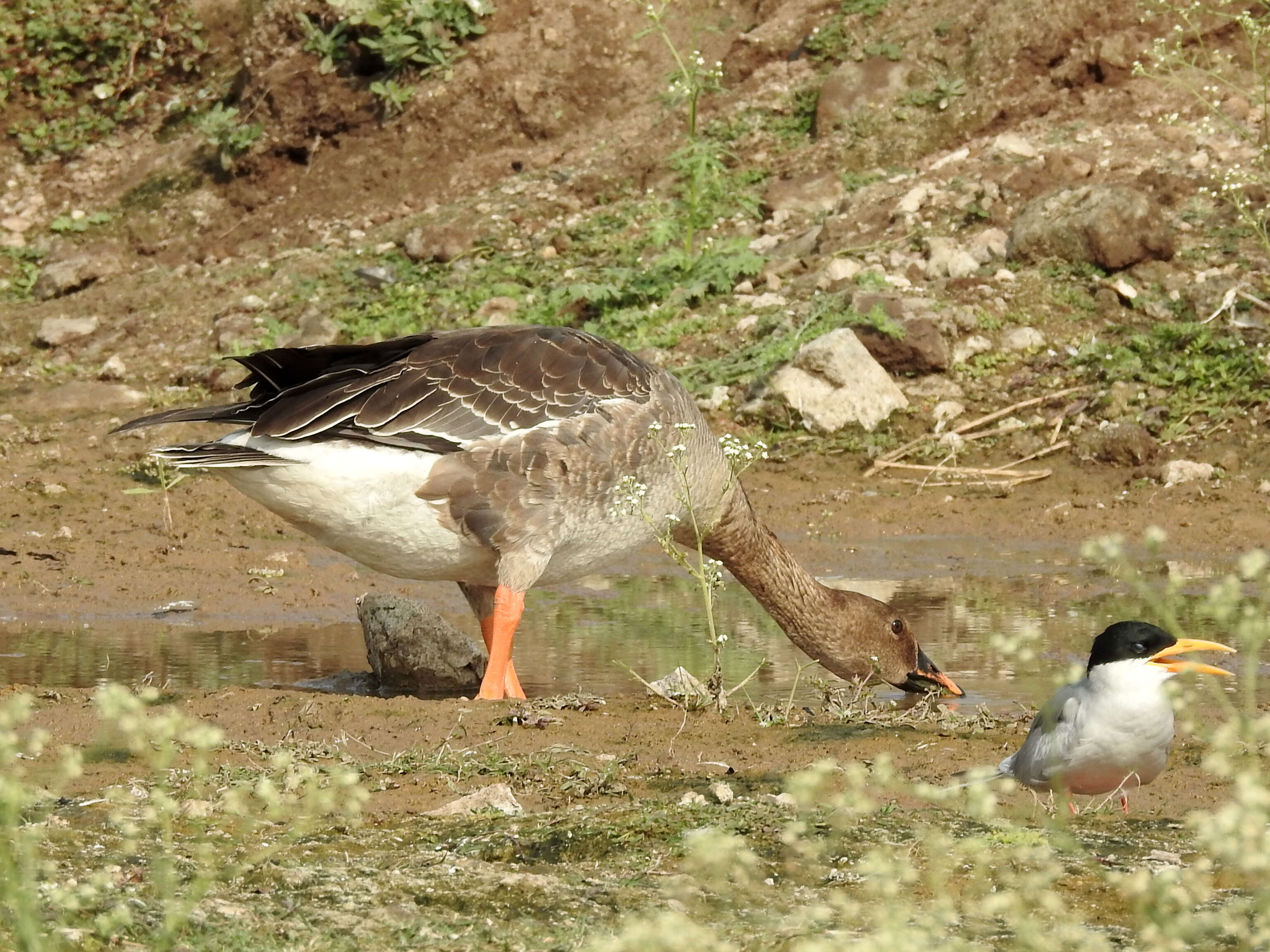 Image of Taiga Bean Goose