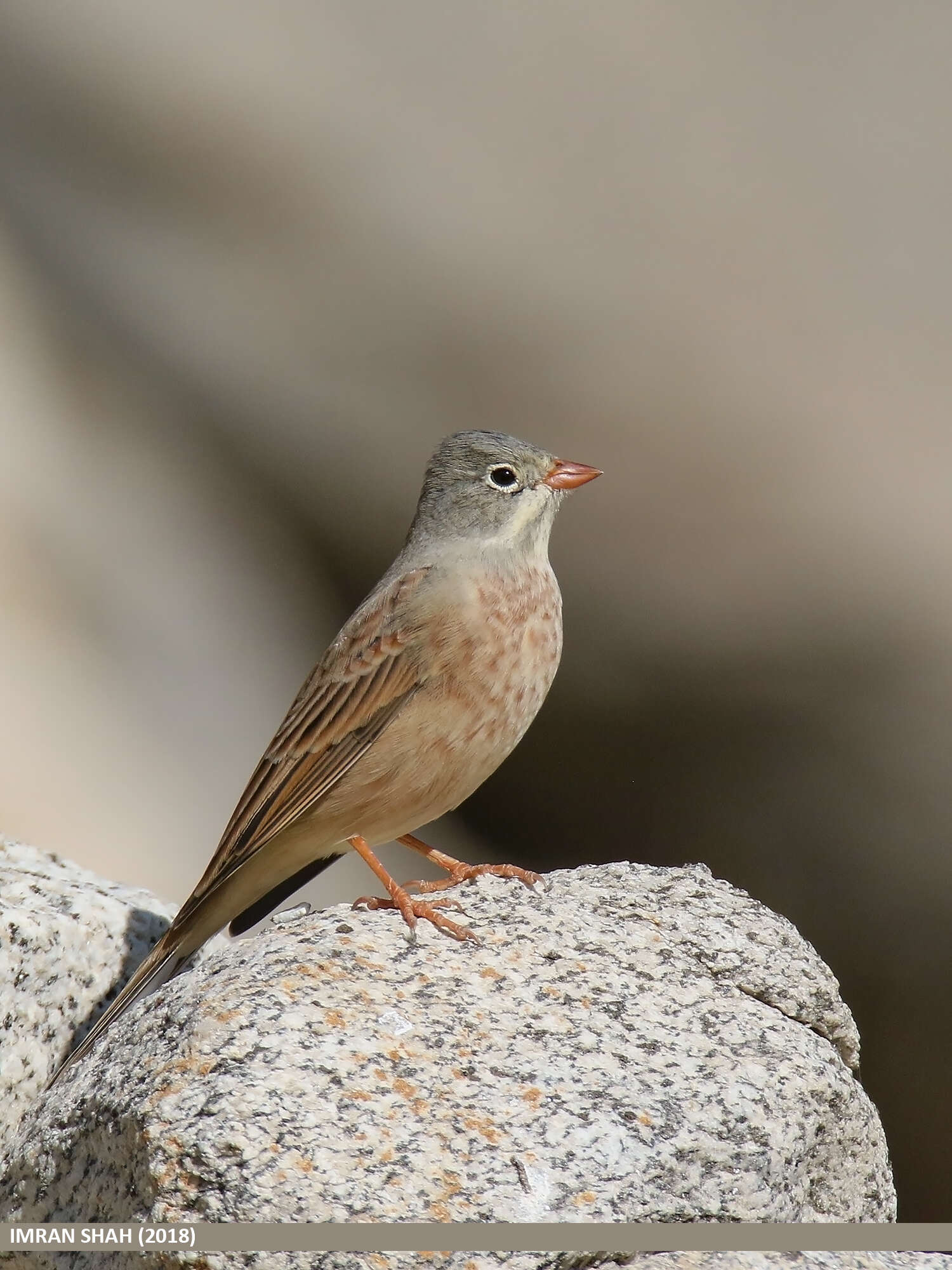 Image of Grey-necked Bunting