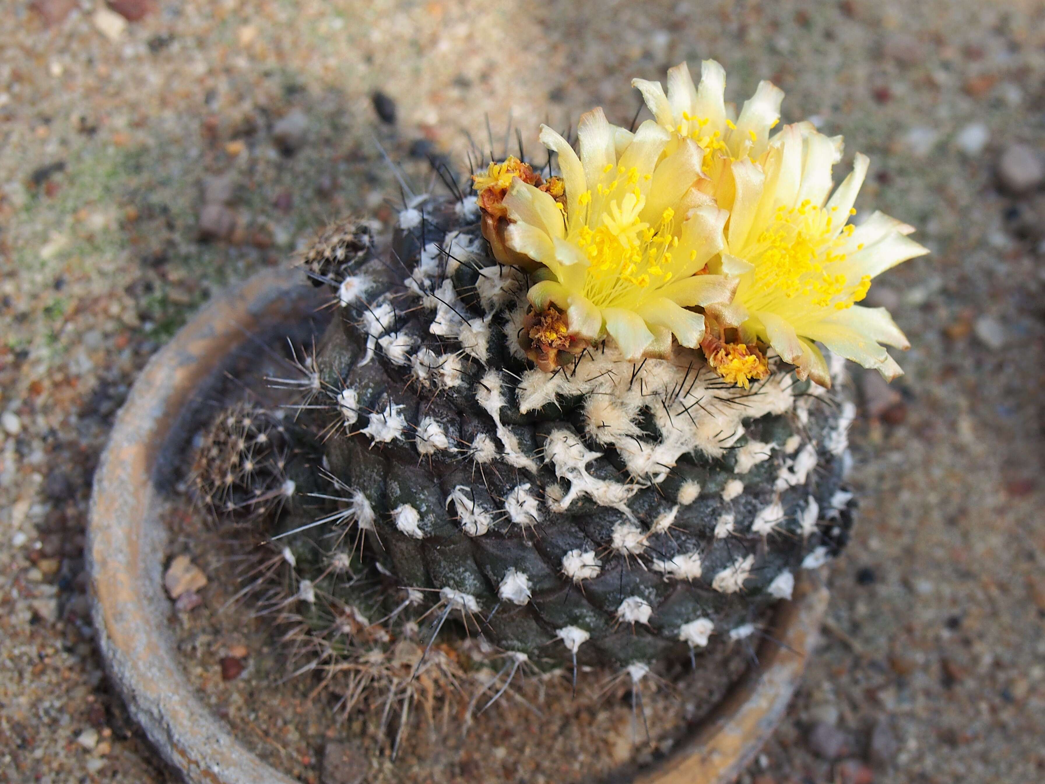 Image of Copiapoa hypogaea F. Ritter