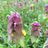 Image of purple archangel