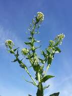 Image of field pennycress