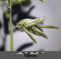 Imagem de Eragrostis cilianensis (All.) Janch.