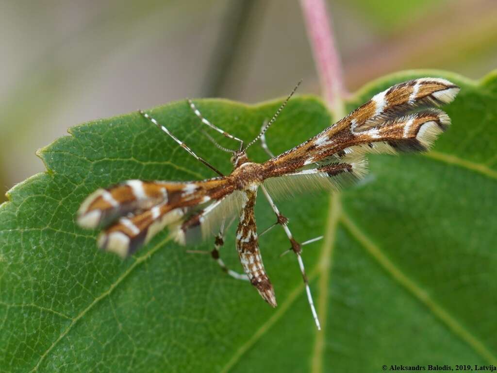 Image of Geina (Alucita) didactyla (Linnaeus 1758)