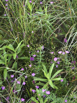 Image of sandplain false foxglove