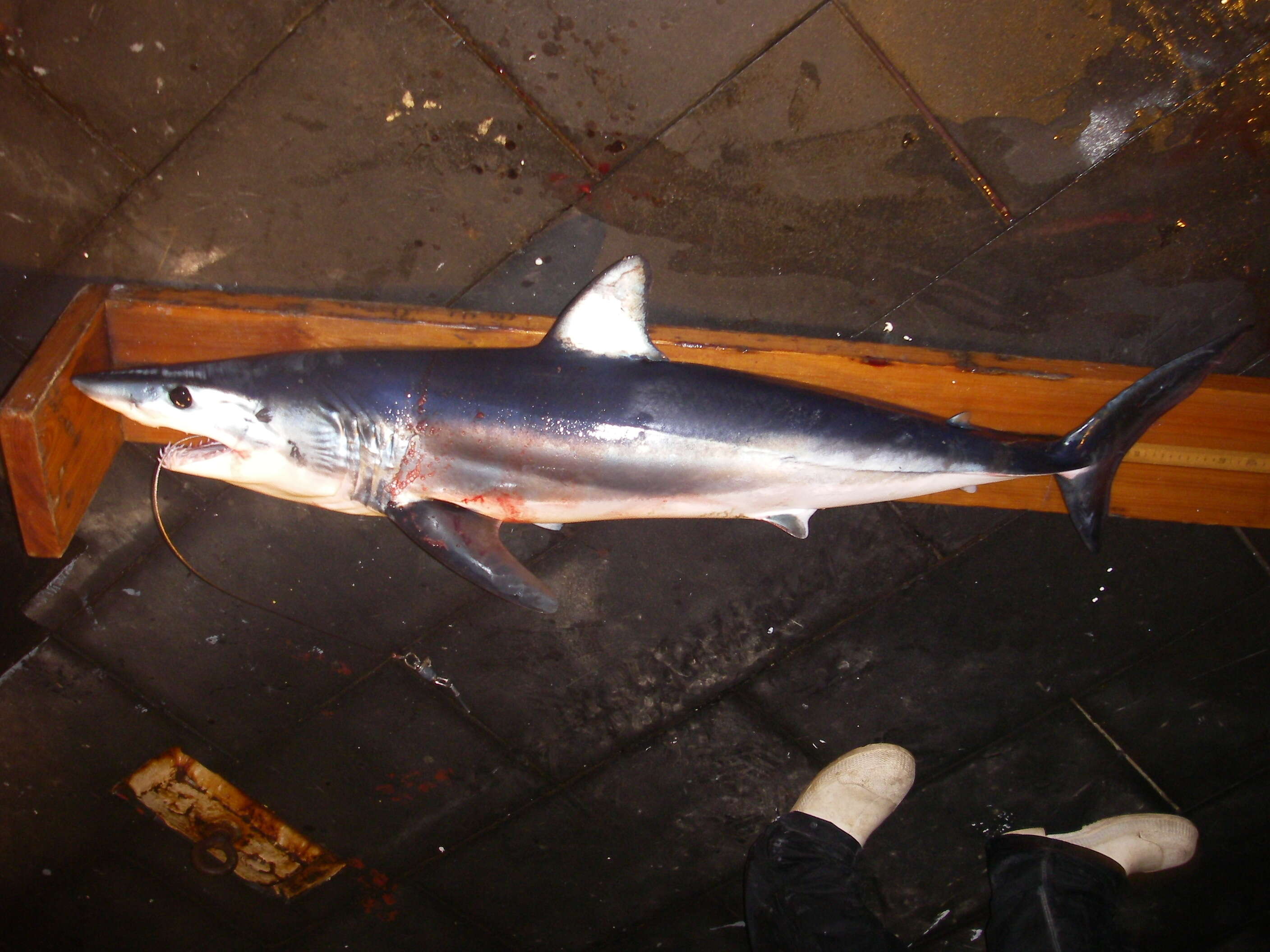 Image of mackerel sharks