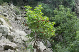 Imagem de Sambucus racemosa L.