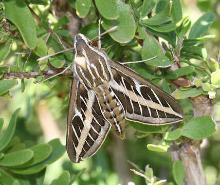 Sivun Hyles lineata (Fabricius 1775) kuva