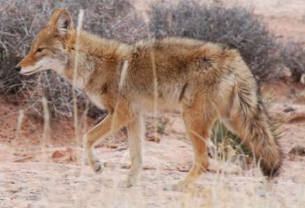 Image of Canis latrans lestes Merriam 1897