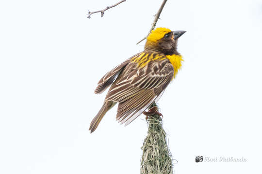 Image of Baya Weaver