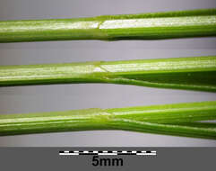 Image of quaking-grass sedge