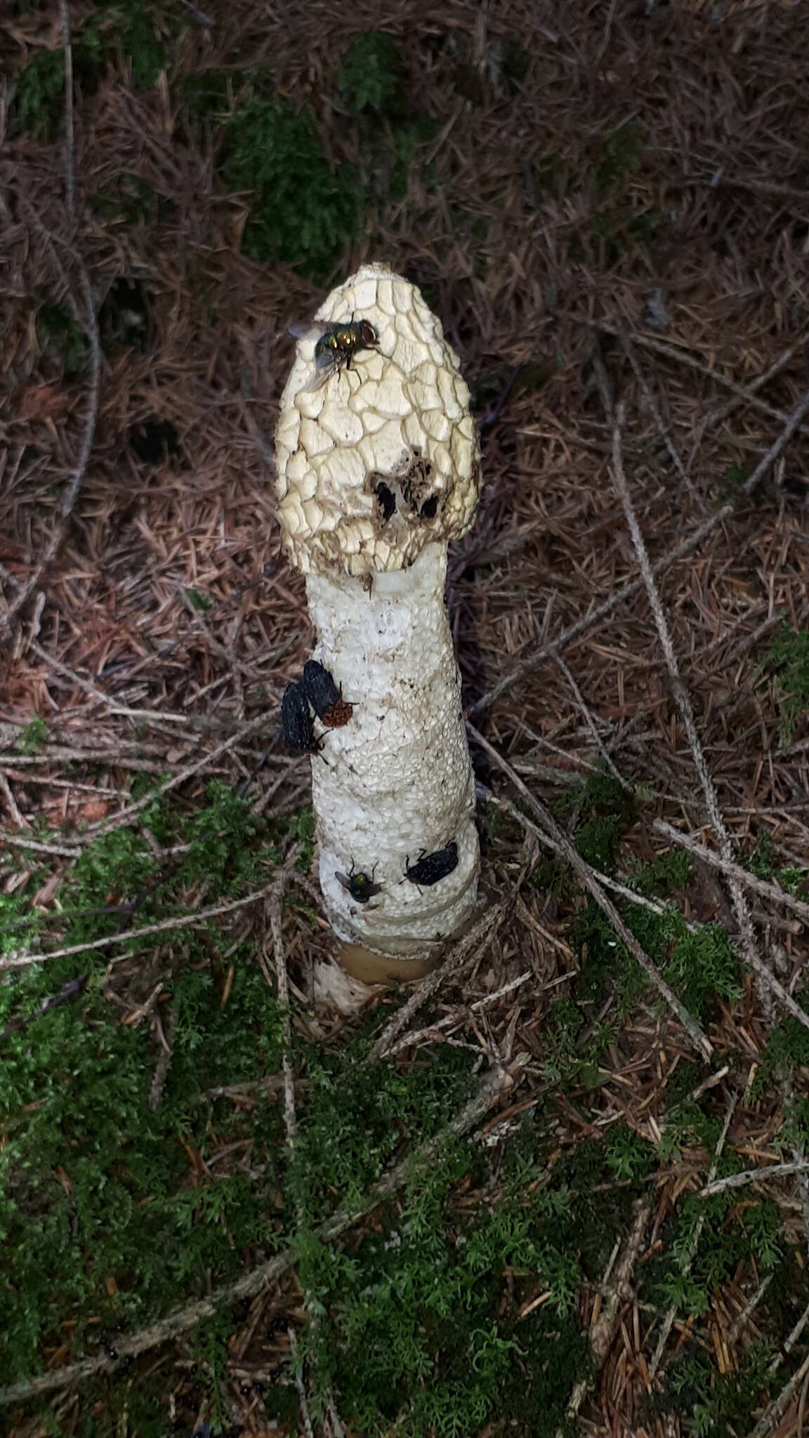 Image of Stinkhorn