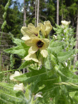 Image of black henbane