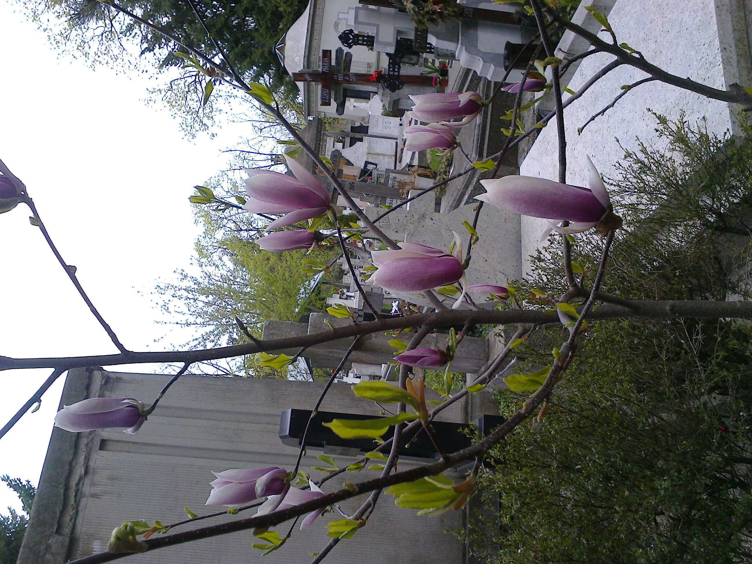 Image of Magnolia liliiflora Desr.