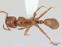 Imagem de Centromyrmex secutor