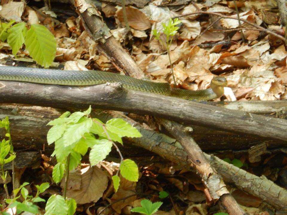 Image of Aesculapian Ratsnake