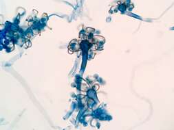Image of Cokeromyces recurvatus Poitras 1950