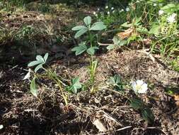 Image of White Cinquefoil