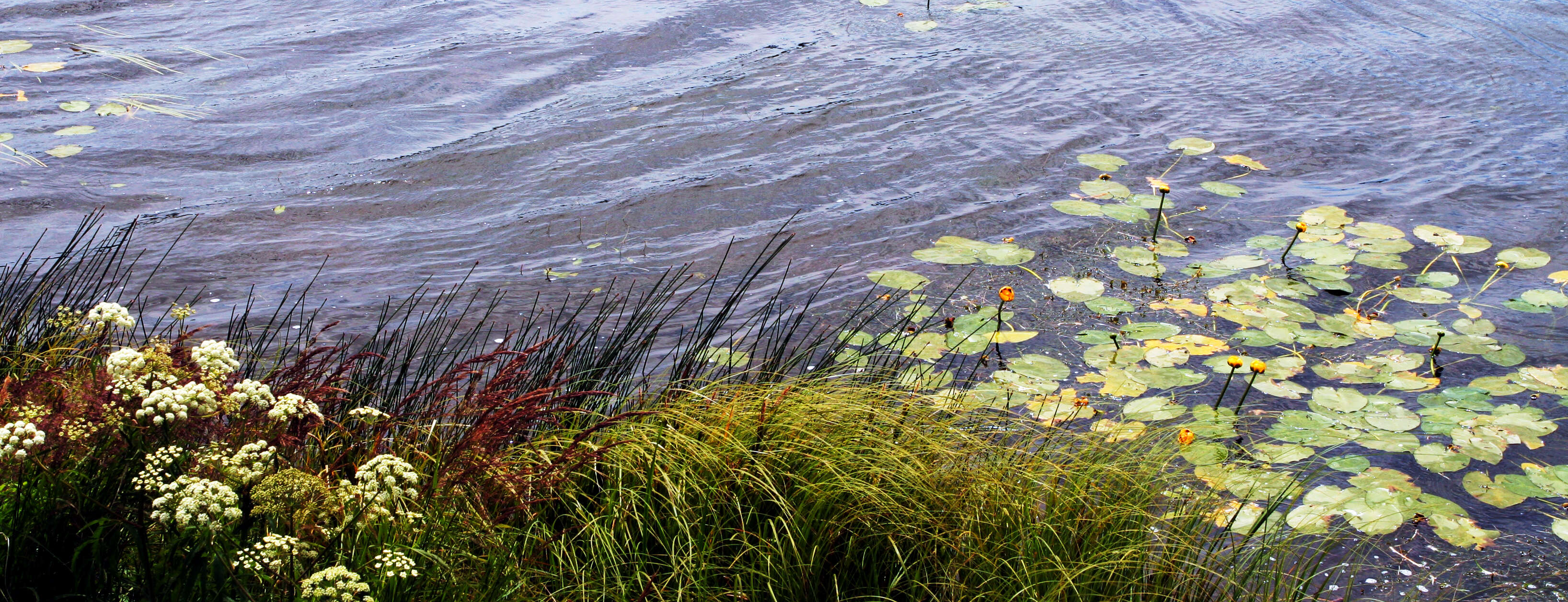 Image of pond-lily