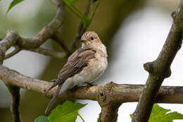 Image of Spotted Flycatcher