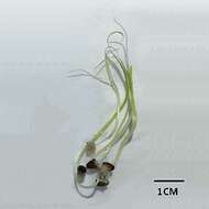 Image of Eelgrass