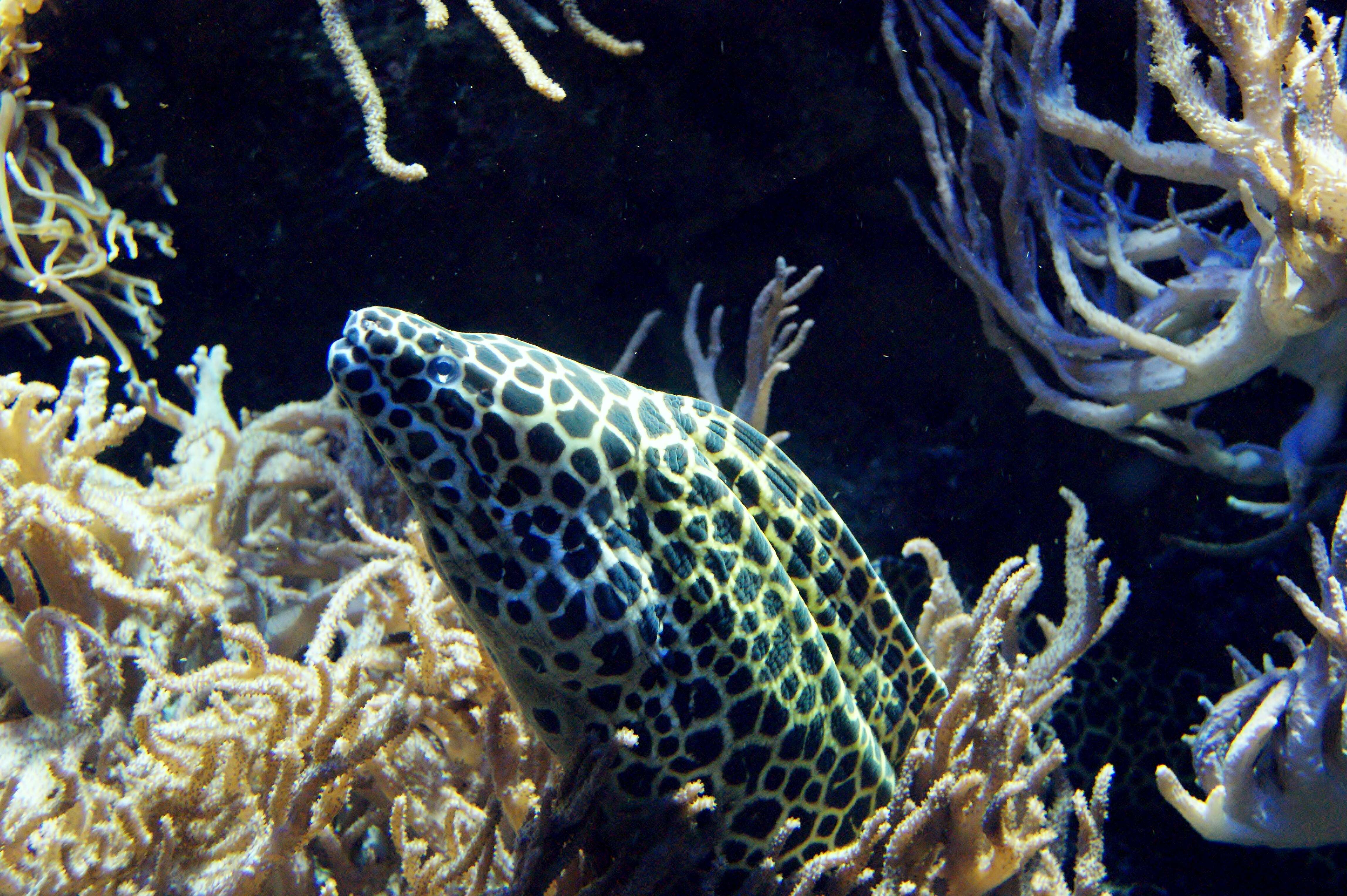 Image of honeycomb moray