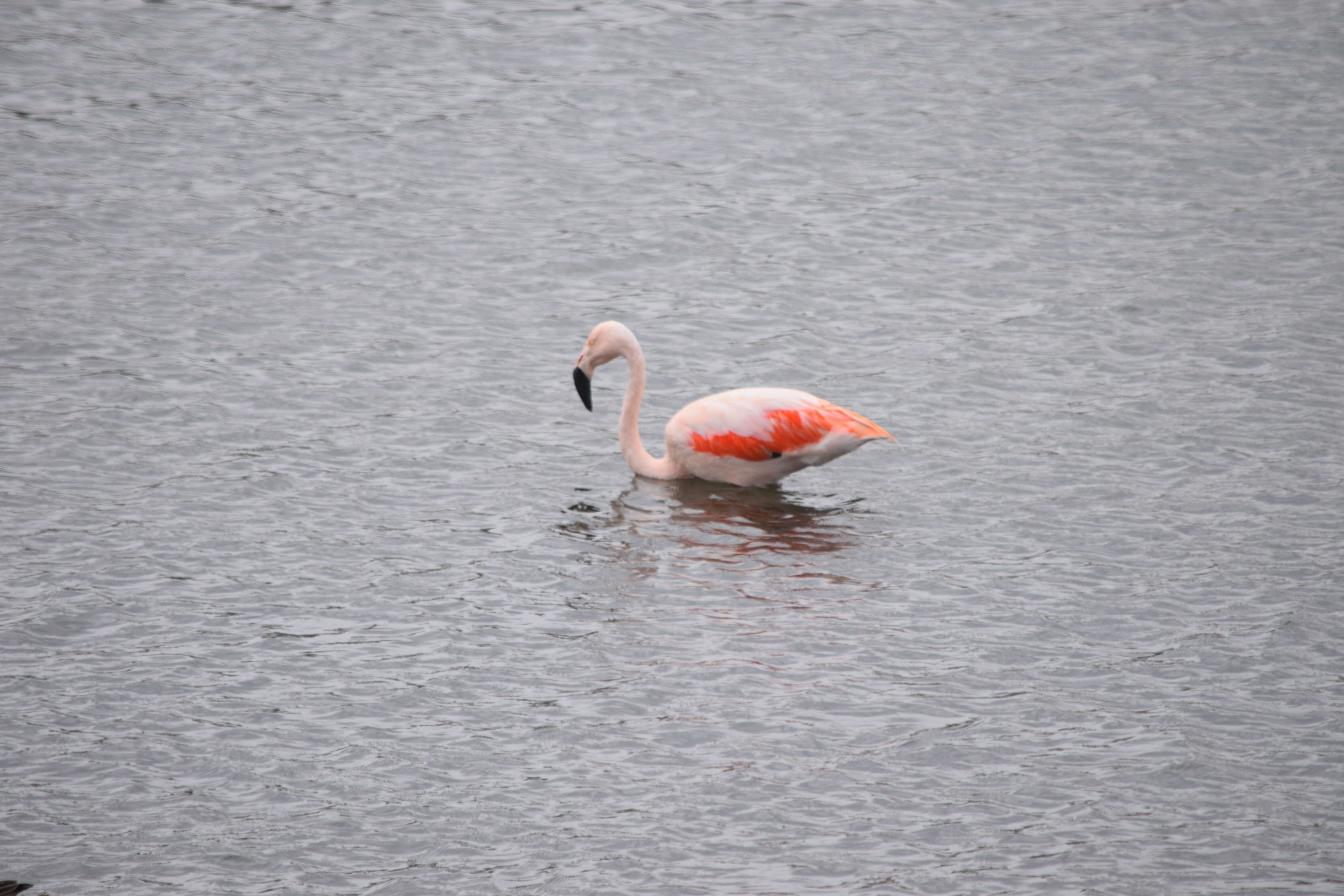 Imagem de Phoenicopterus chilensis Molina 1782