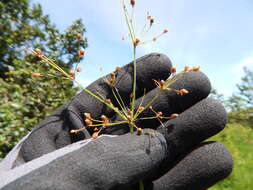 Image of Grass-Like Fimbristylis